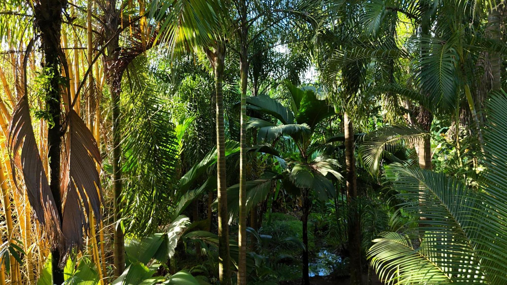 A Peace In Paradise Anse Royale Exterior foto